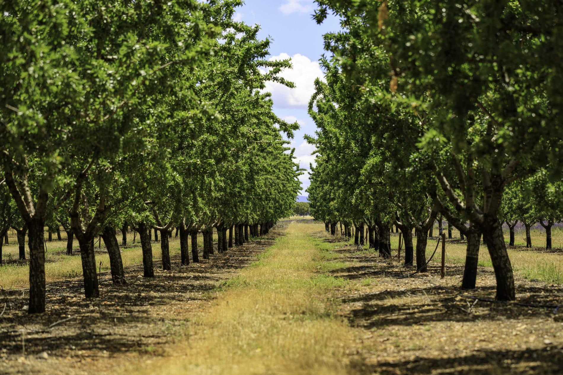 L'agroforesterie : Ses Grands Principes Et Ses Impacts Sur L'environnement